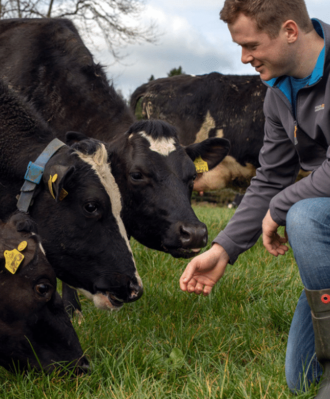 Irish farmer interacting with dairy cows